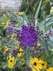 Vernonia fasciculata