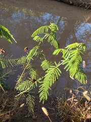 Desmanthus illinoensis