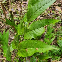 Aconophora compressa