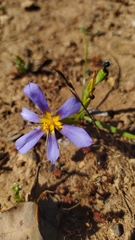 Calydorea xiphioides