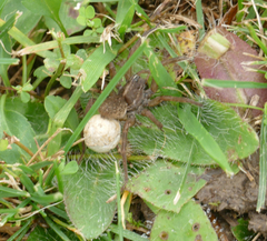 Trochosa terricola