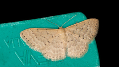 Idaea philocosma