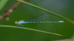 Pseudagrion aureofrons