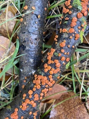 Nectria cinnabarina