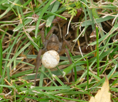 Trochosa terricola