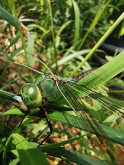 Anax parthenope julius