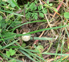 Trochosa terricola