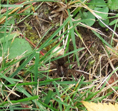 Trochosa terricola