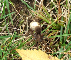Trochosa terricola