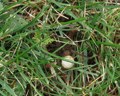 Trochosa terricola