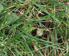 Trochosa terricola
