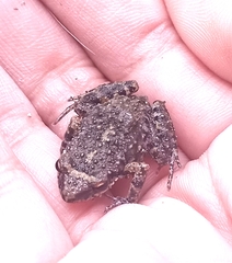 Eleutherodactylus nitidus