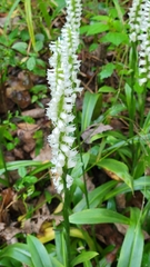 Spiranthes odorata