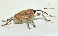 Curculio glandium