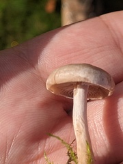 Clitocybe rivulosa