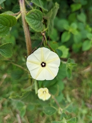 Ipomoea obscura