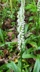 Spiranthes odorata