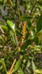 Colliguaja odorifera