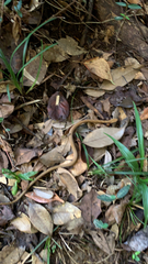 Elaphe quadrivirgata