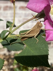 Schistocerca damnifica