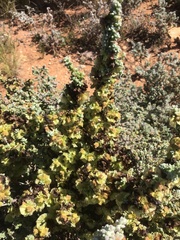 Maireana pyramidata