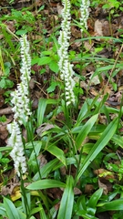 Spiranthes odorata