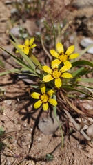 Sisyrinchium graminifolium