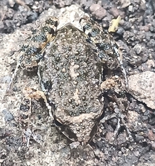 Eleutherodactylus nitidus