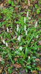 Spiranthes odorata