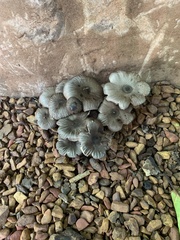 Arrhenia epichysium