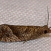 Derelict Pelochrista Moth - Photo (c) Ilona L, some rights reserved (CC BY-NC-SA)