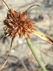 Cyperus capitatus