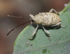 Curculio elephas