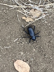 Eleodes grandicollis