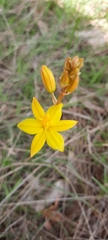 Bulbine bulbosa