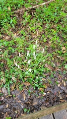 Spiranthes odorata