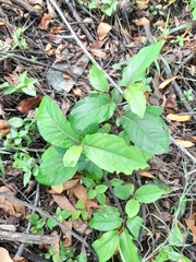 Piper tuberculatum