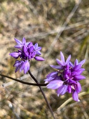 Sowerbaea juncea
