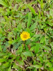 Crepidinae
