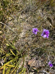 Sowerbaea juncea