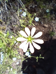 Stellaria chilensis
