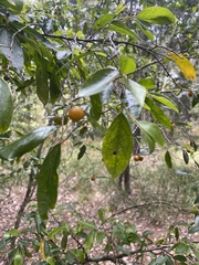 Petalostigma triloculare