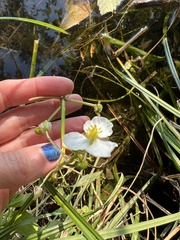 Sagittaria graminea