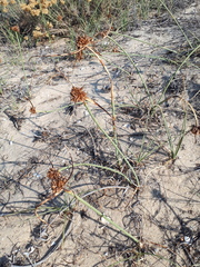 Cyperus capitatus