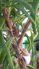 Icerya