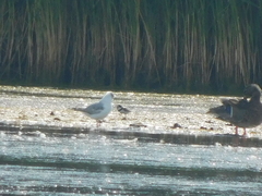Chroicocephalus philadelphia