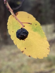 Amelanchier cusickii