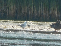 Chroicocephalus philadelphia