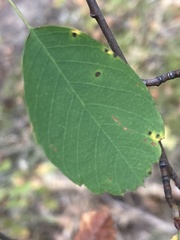 Amelanchier cusickii