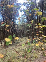 Amelanchier cusickii